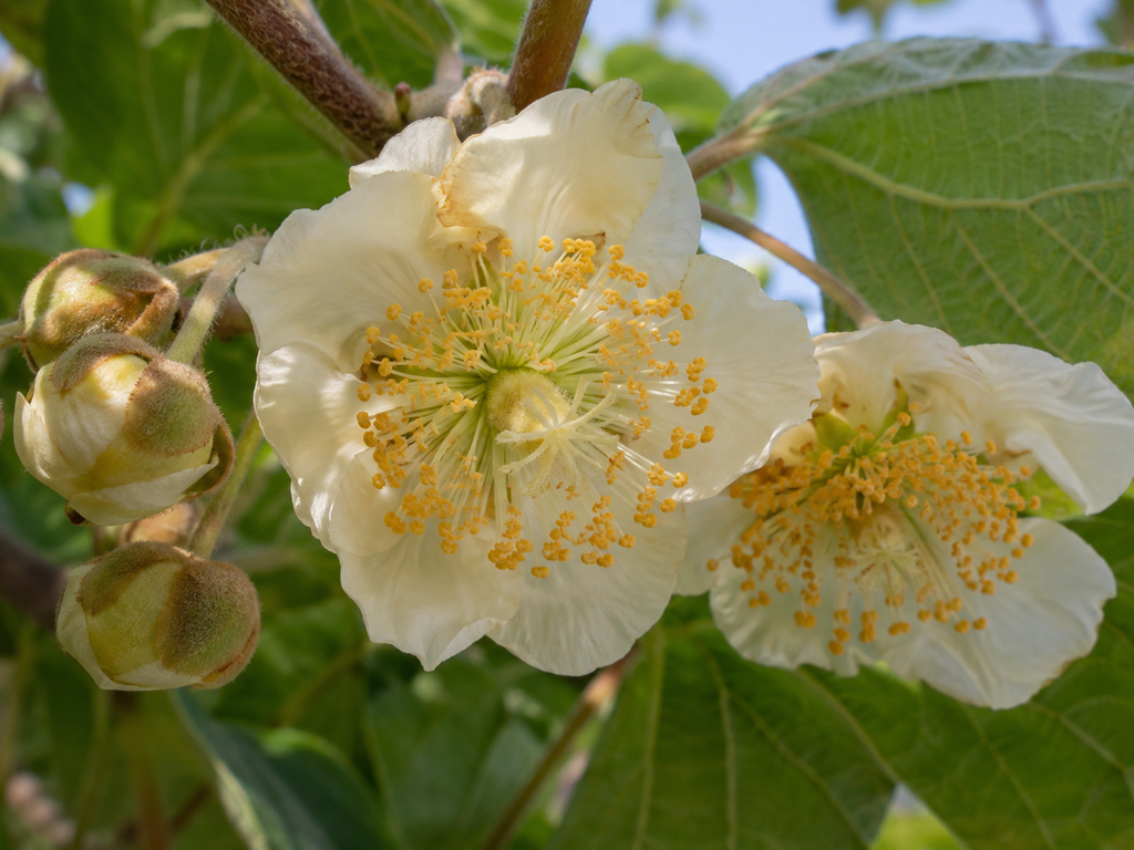キウイの花や生殖器官の細部