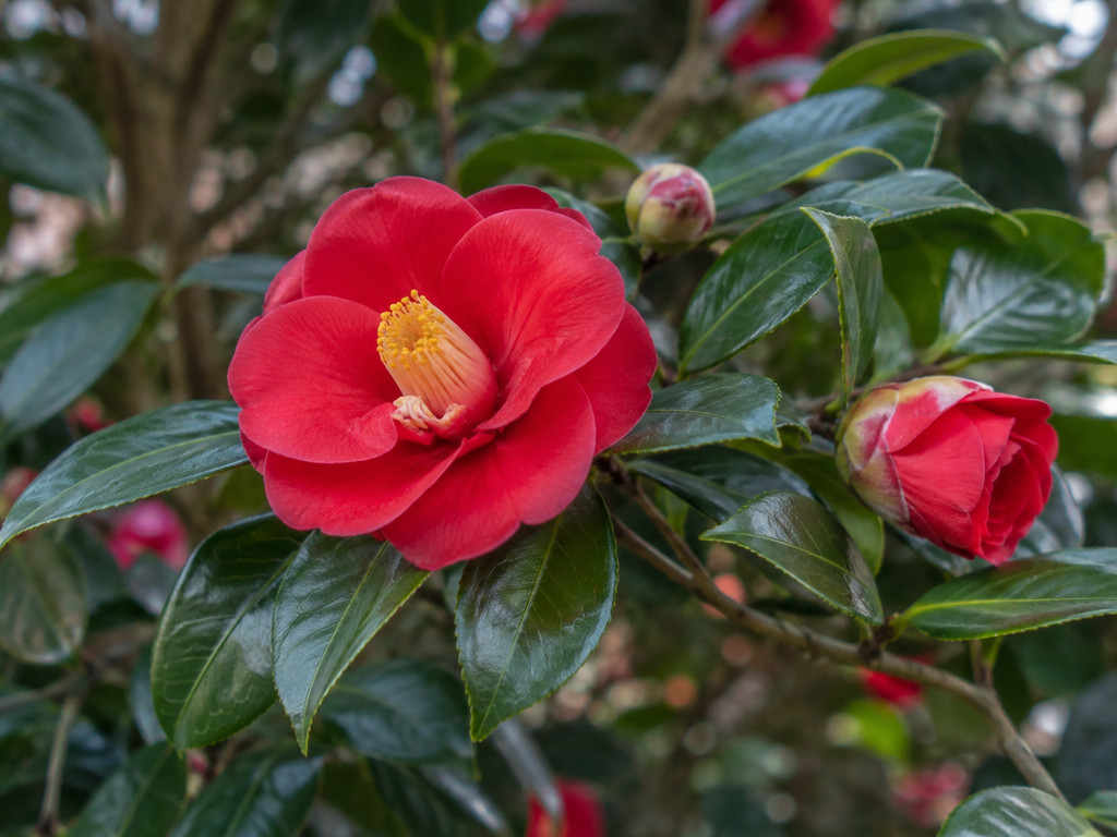 ツバキの花や生殖器官と枝