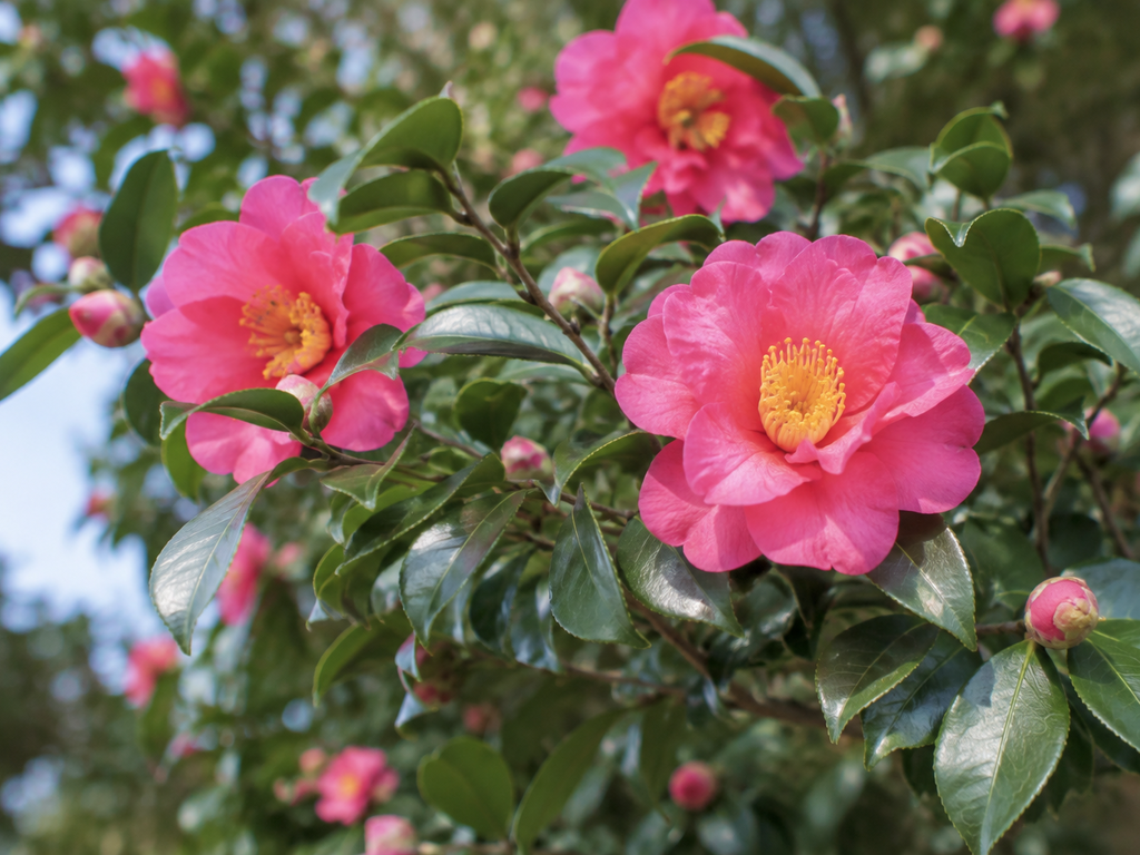 サザンカの花や生殖器官と枝