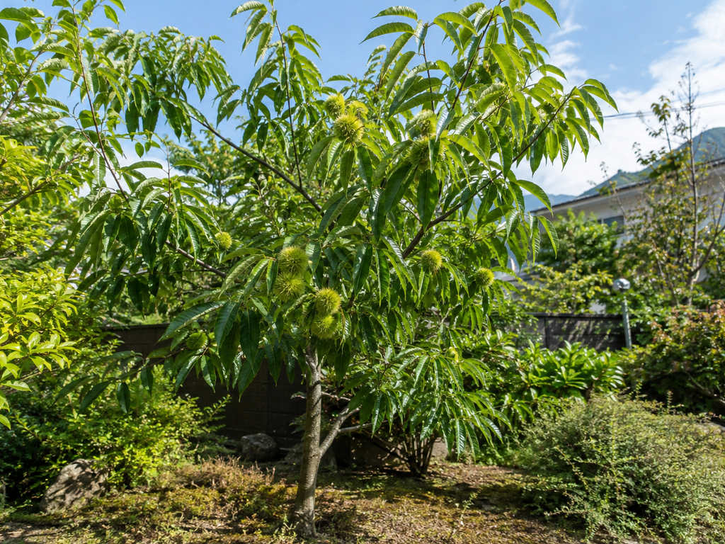 クリの植栽した姿