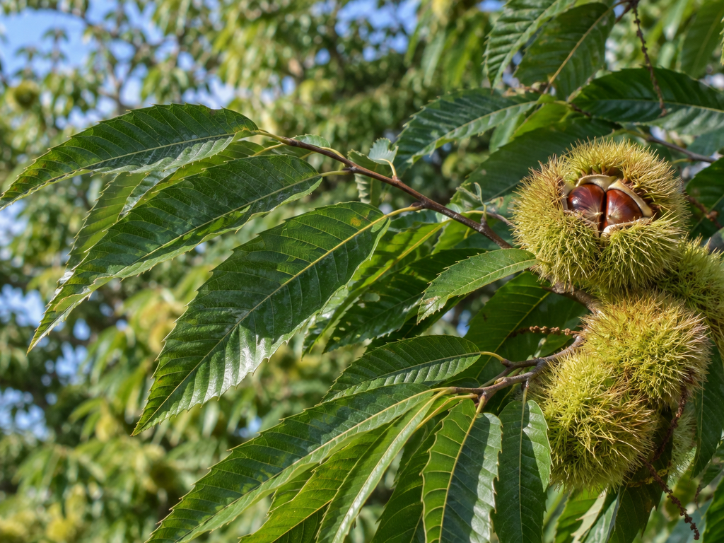 クリの葉