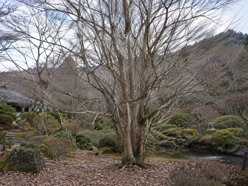 カツラの根元と周囲の様子