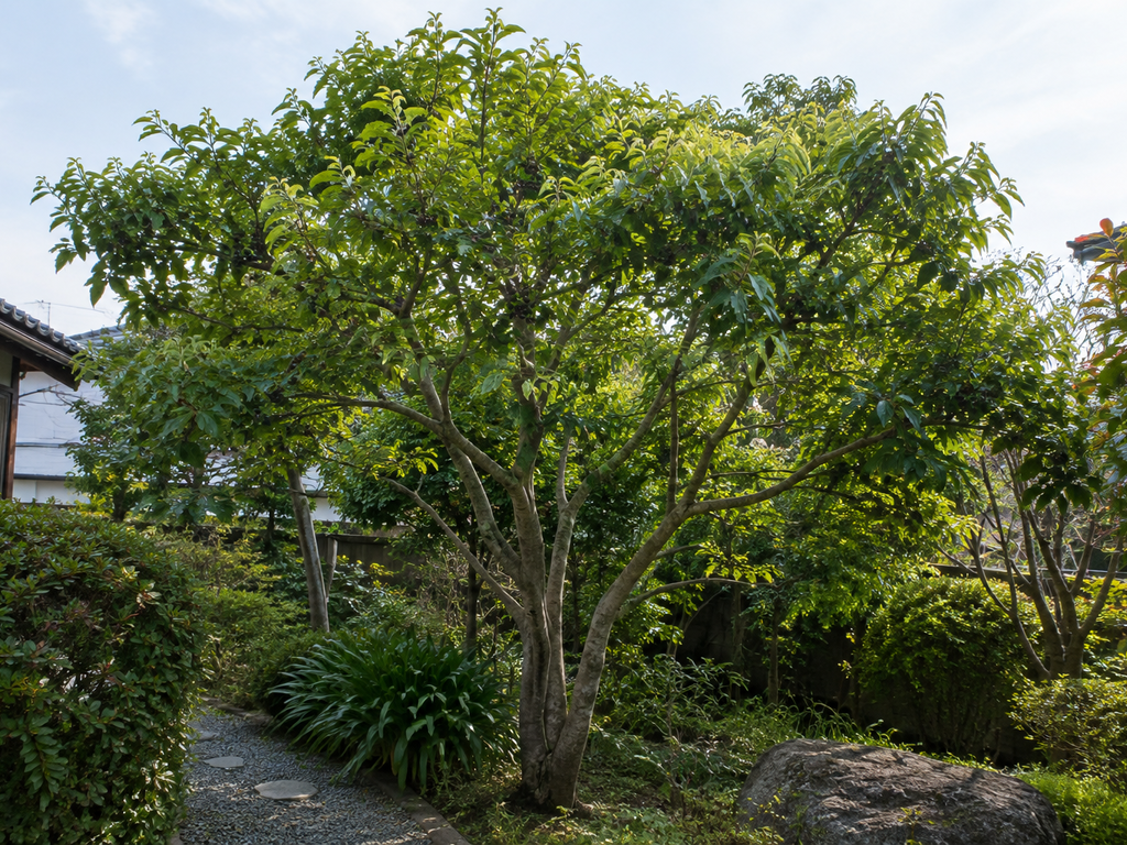 クスノキの植栽した姿