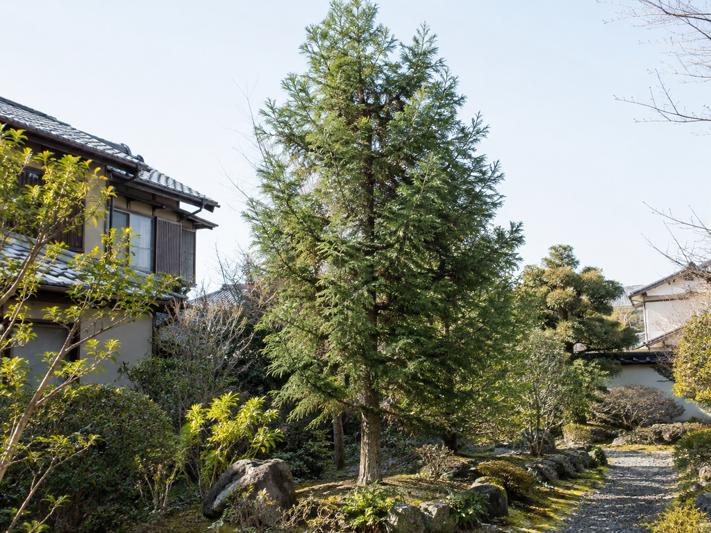 スギの植栽した姿
