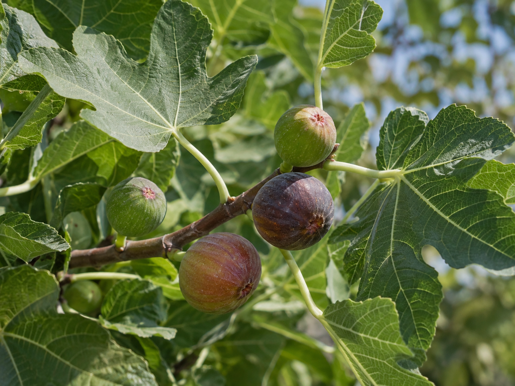 イチジクの花や生殖器官と枝