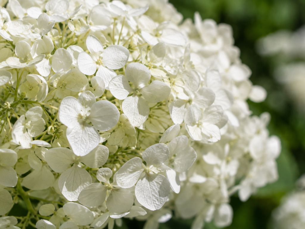 アナベルの花や生殖器官の細部