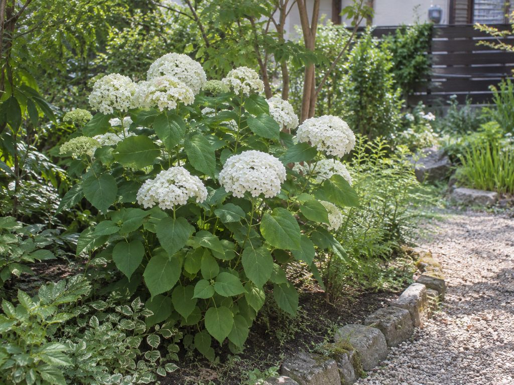 アナベルの植栽した姿