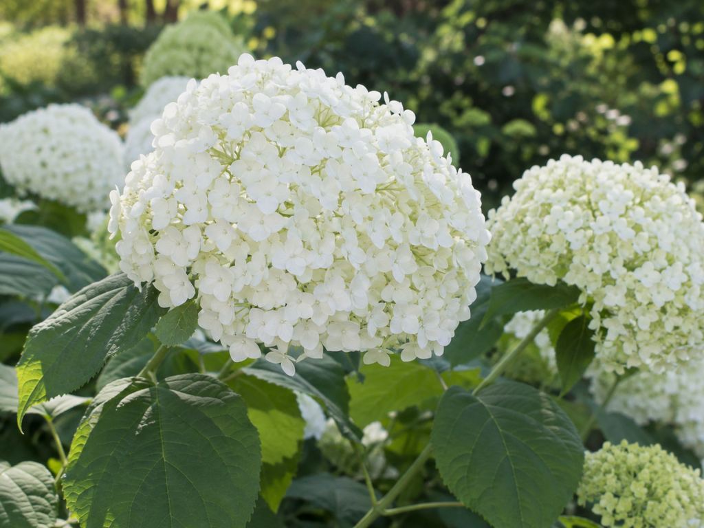アナベルの花や生殖器官と枝