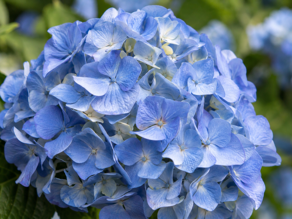 アジサイの花や生殖器官の細部