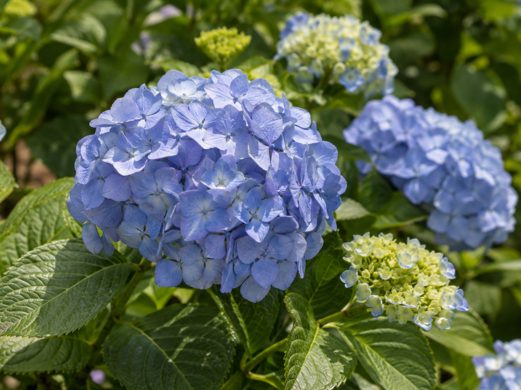 アジサイの花や生殖器官と枝