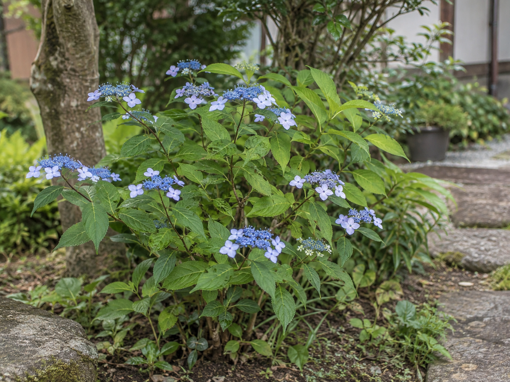 ヤマアジサイの植栽した姿