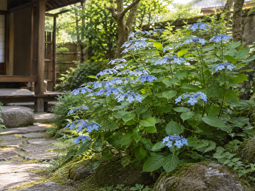 ヤマアジサイの樹形