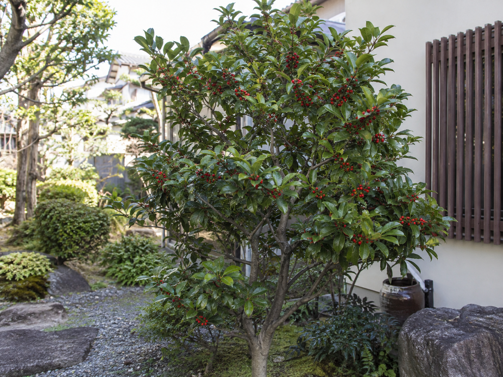 モチノキの植栽した姿