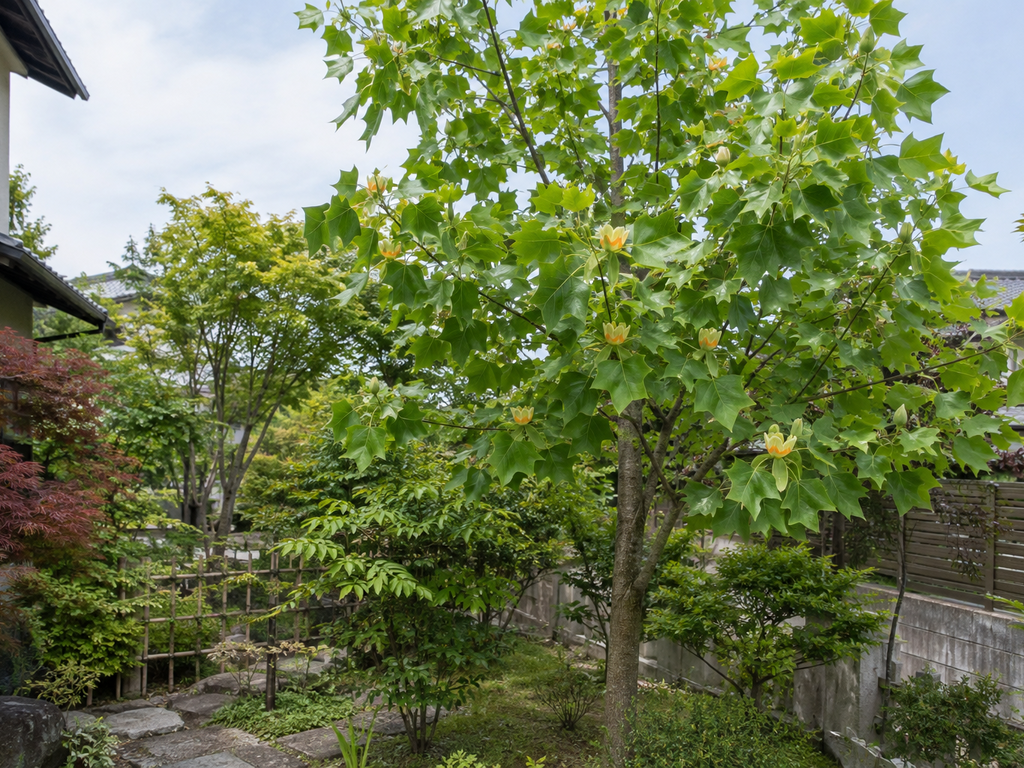 ユリノキの植栽した姿