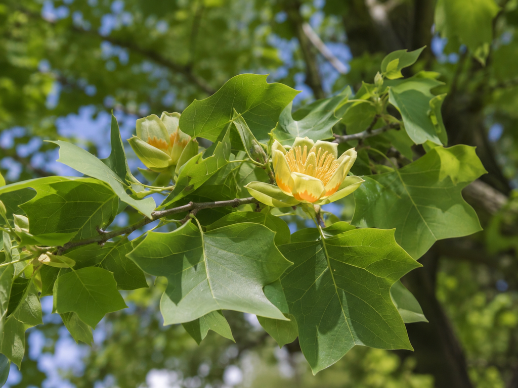 ユリノキの花や生殖器官と枝