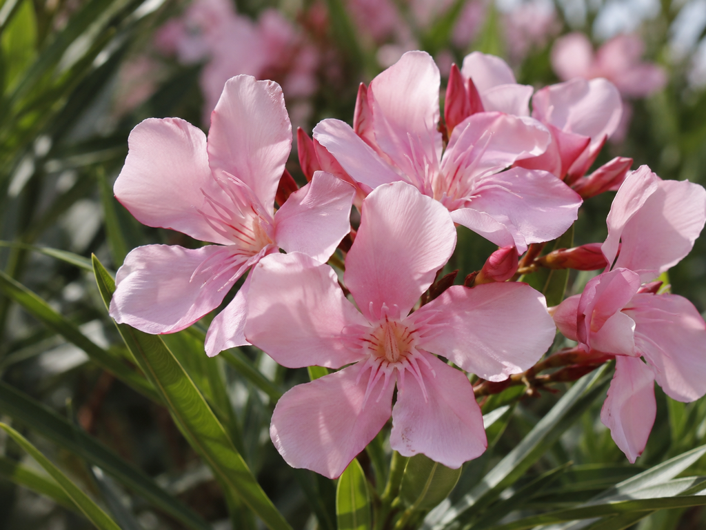 キョウチクトウの花や生殖器官の細部