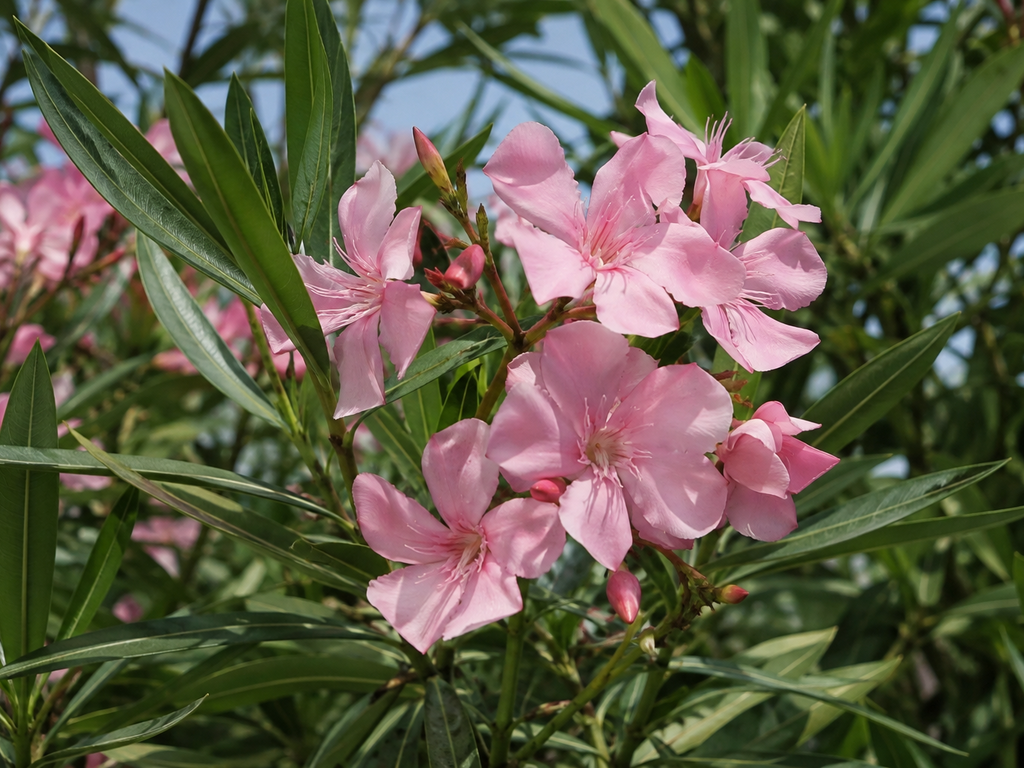 キョウチクトウの花や生殖器官と枝