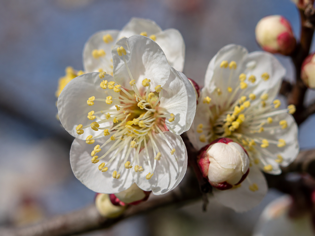ウメの花や生殖器官の細部