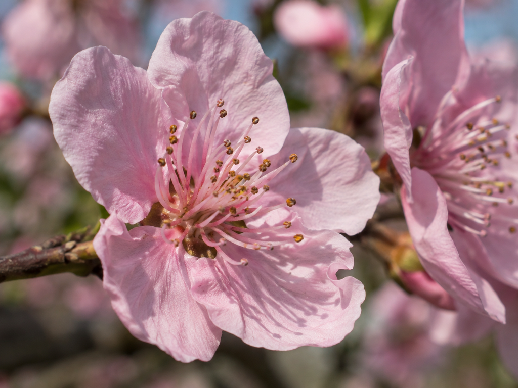 モモの花や生殖器官の細部