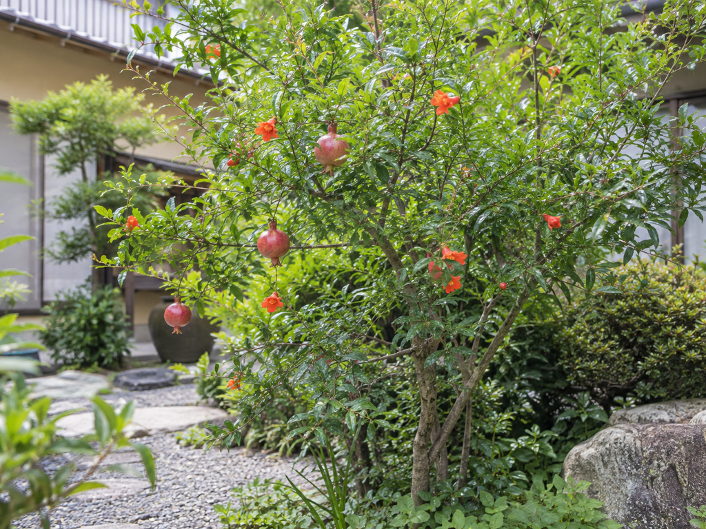 ザクロの植栽した姿