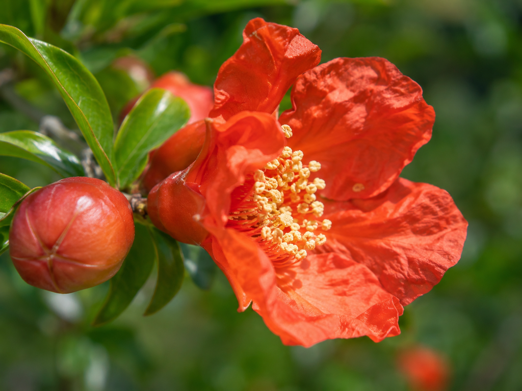 ザクロの花や生殖器官の細部