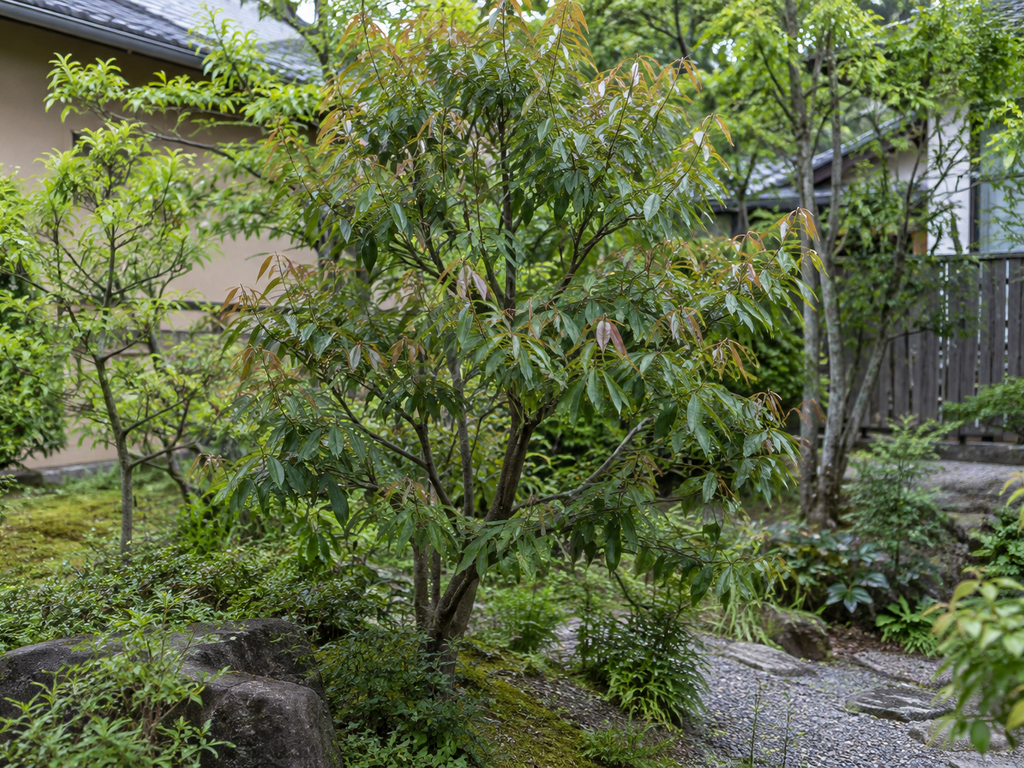 アラカシの植栽した姿
