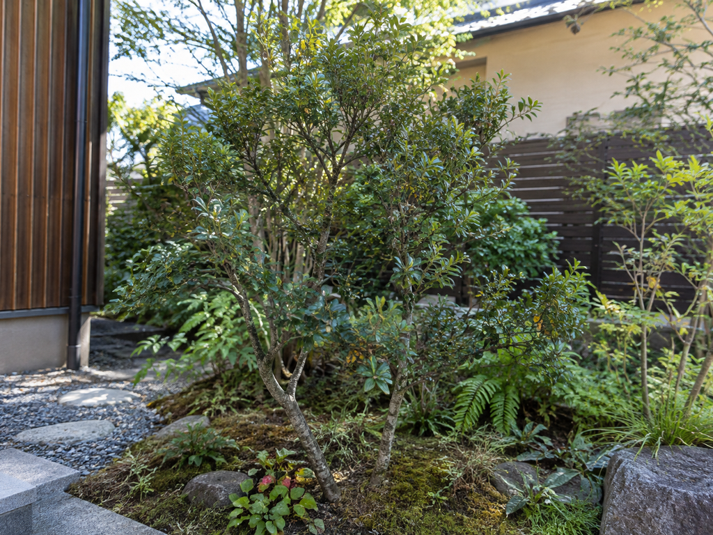 ウバメガシの植栽した姿