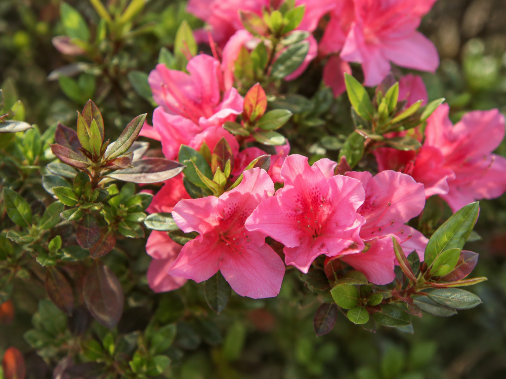 サツキの花や生殖器官と枝