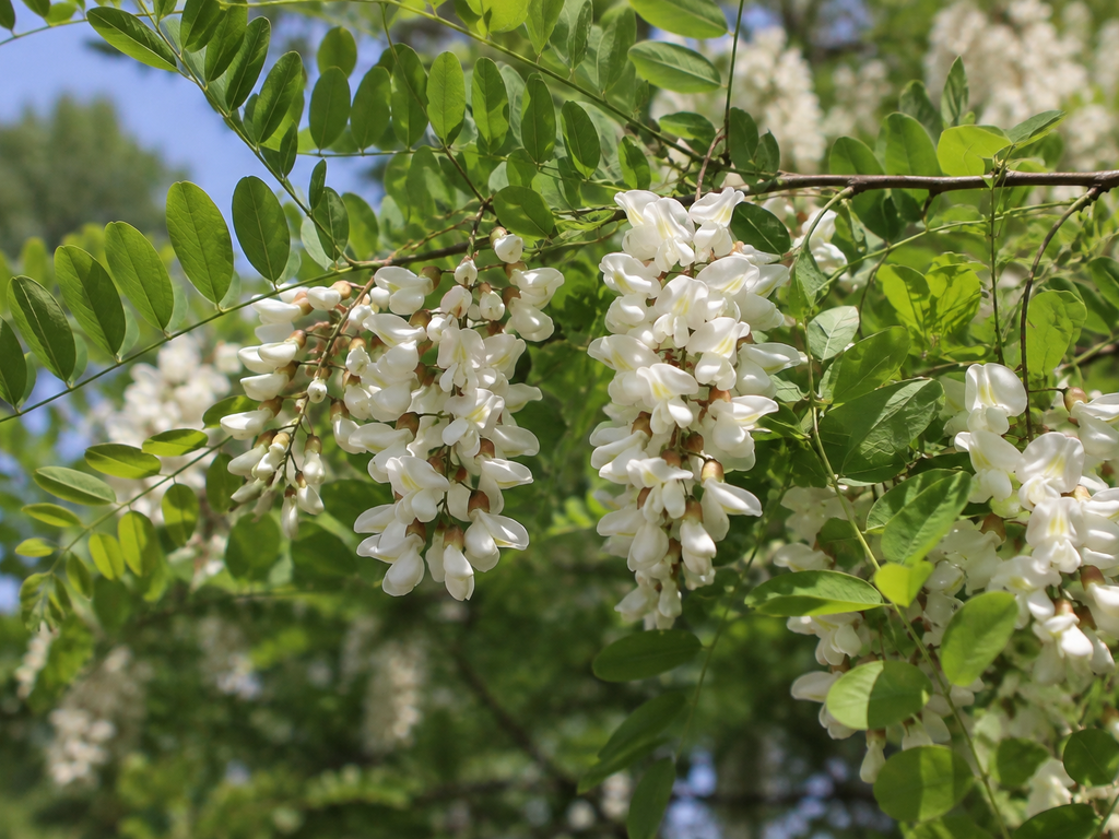 ニセアカシアの花や生殖器官と枝