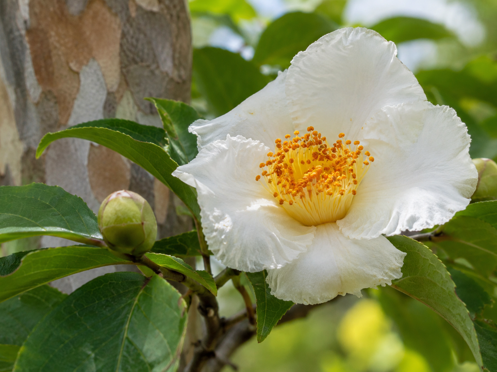シャラの花や生殖器官の細部