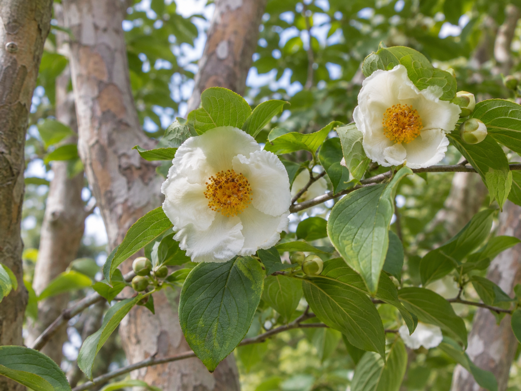シャラの花や生殖器官と枝