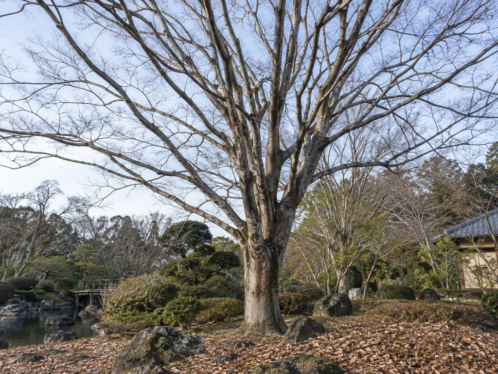 ケヤキの根元と周囲の様子