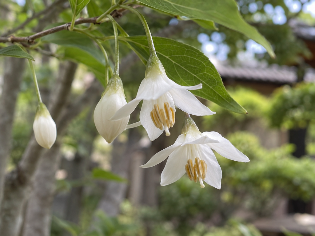 エゴノキの花の細部の生成参考イメージ