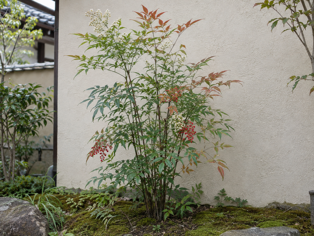 ナンテンの植栽した姿の生成参考イメージ