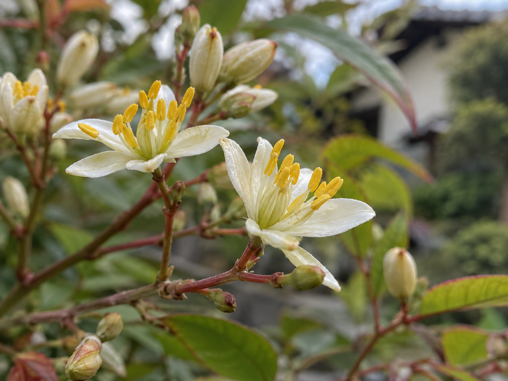 ナンテンの花の細部の生成参考イメージ