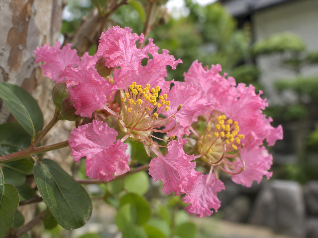 サルスベリの花の細部の生成参考イメージ