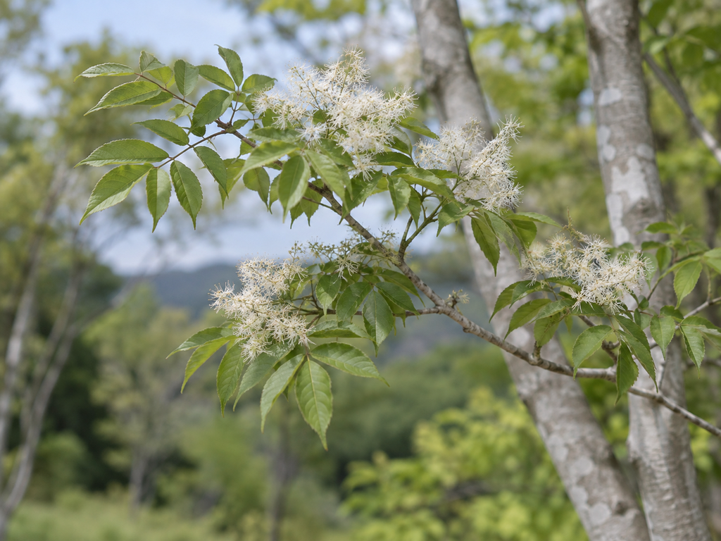 アオダモの花と枝の生成参考イメージ