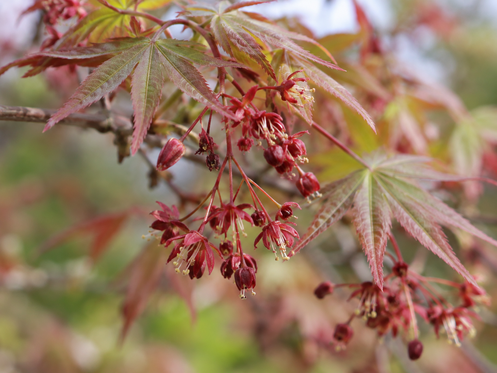 イロハモミジの花の細部の生成参考イメージ
