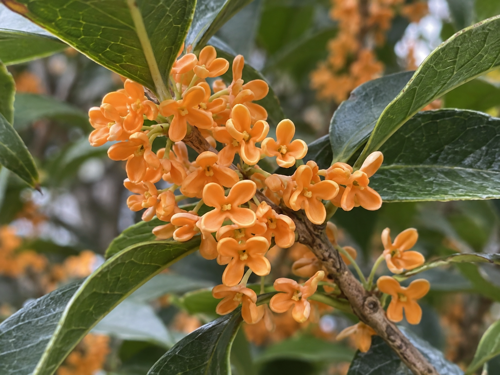 キンモクセイの花の細部の生成参考イメージ