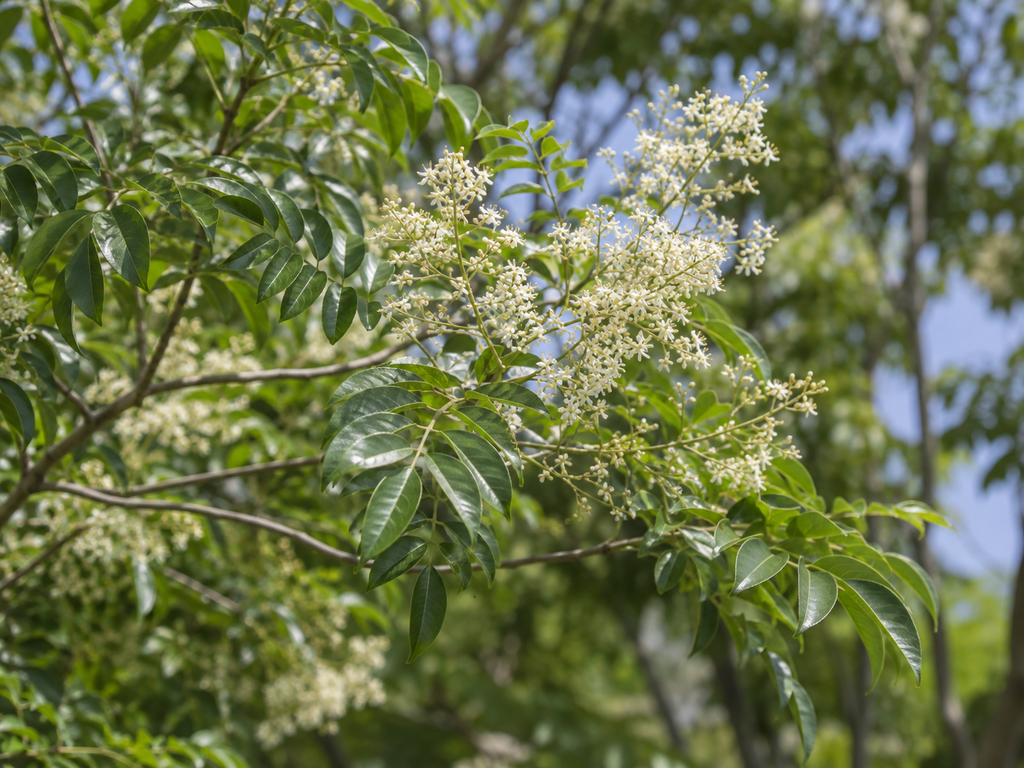 シマトネリコの花と枝の生成参考イメージ