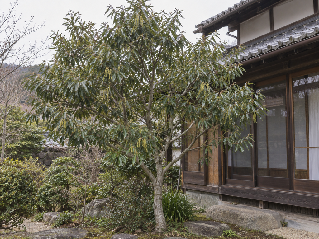 シラカシの植栽した姿の生成参考イメージ
