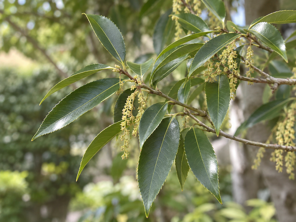 シラカシの葉の生成参考イメージ