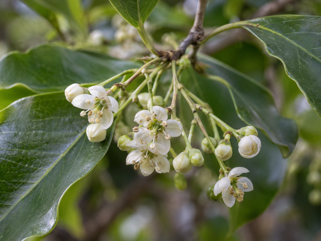 ソヨゴの花の細部の生成参考イメージ