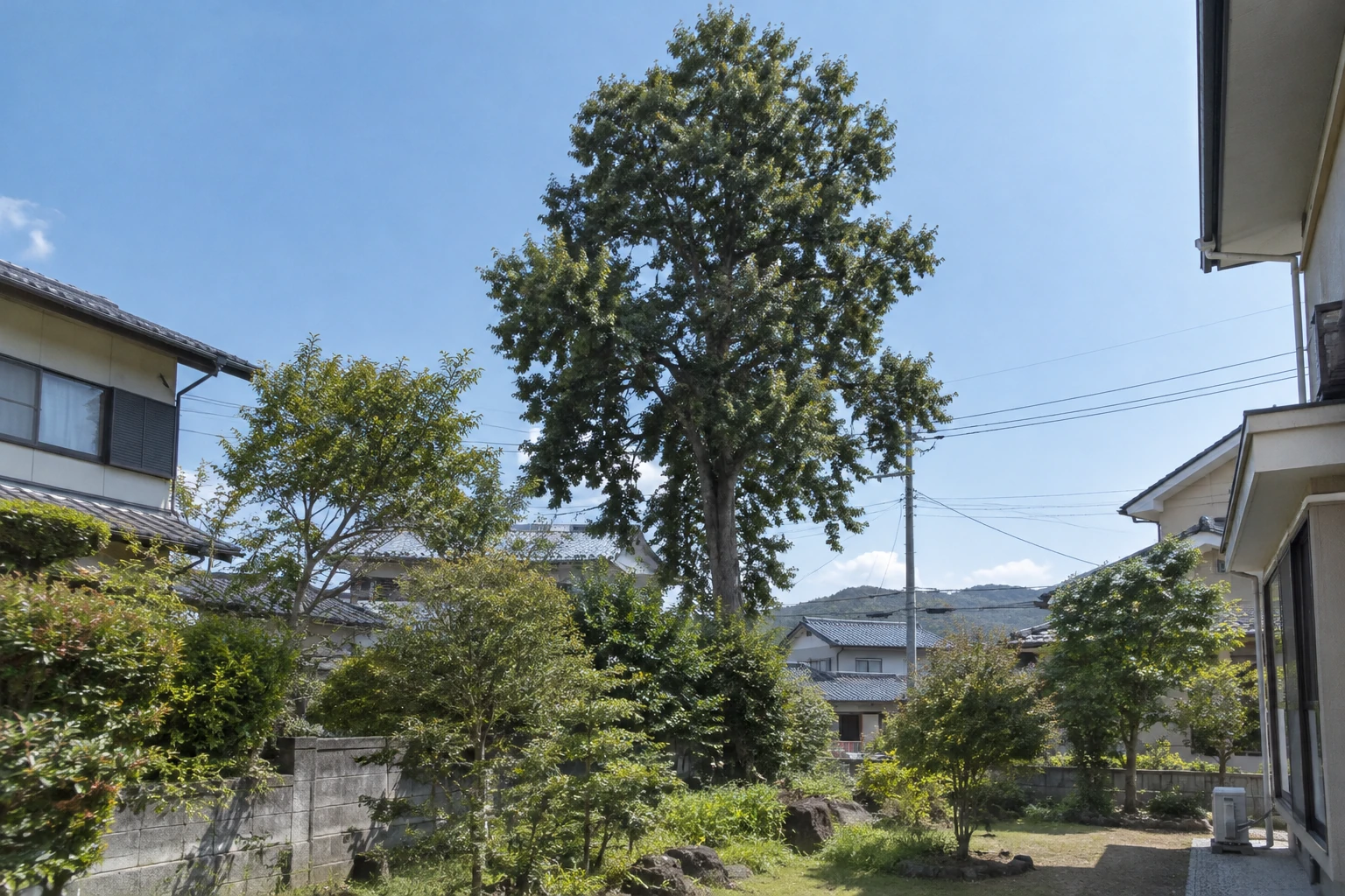住宅の近くに立つ高木と庭の周囲