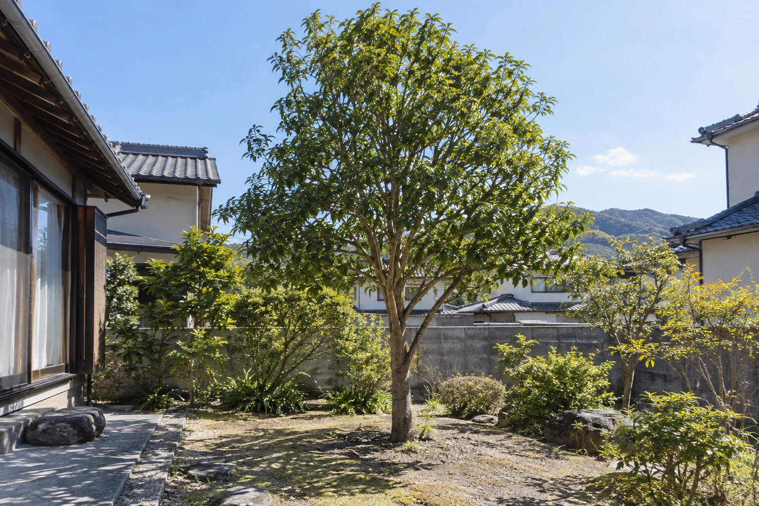 住宅の庭に立つ一本の庭木と周囲の様子