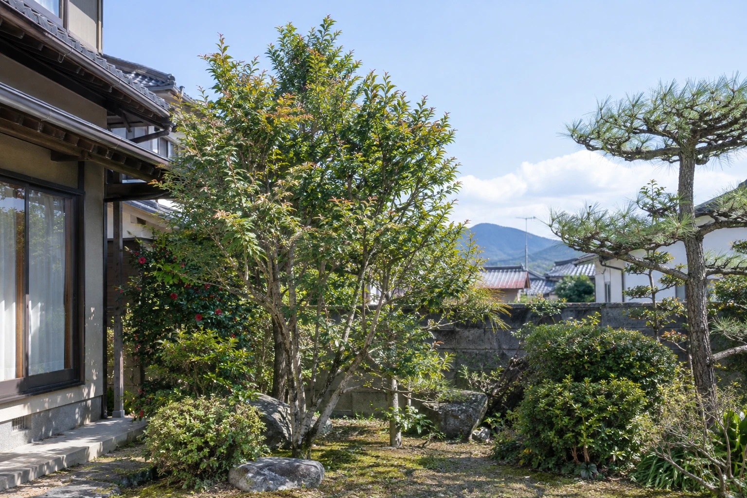 住宅の庭に立つ庭木。枝の広がりと周囲の建物が分かる