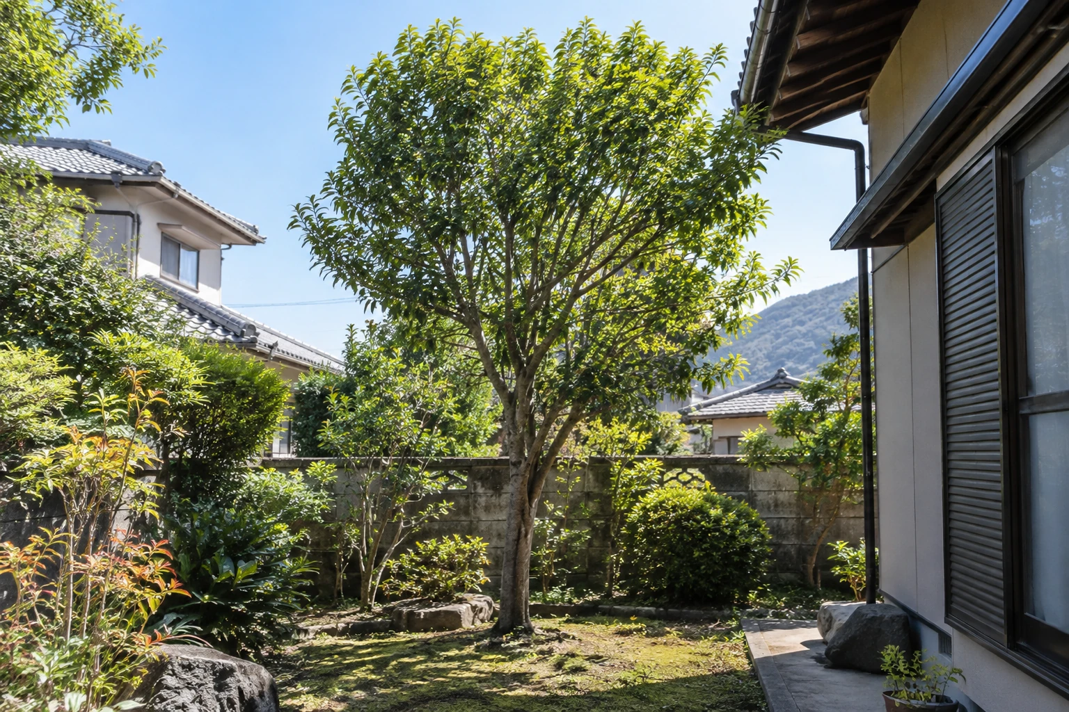 一本の庭木と周囲の作業空間のイメージ