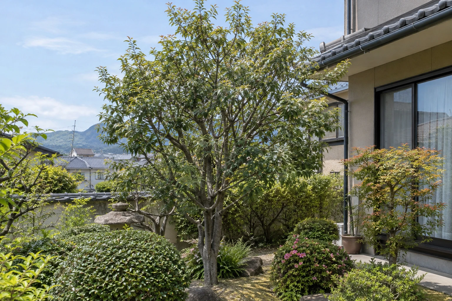 住宅の庭に立つ剪定前の庭木