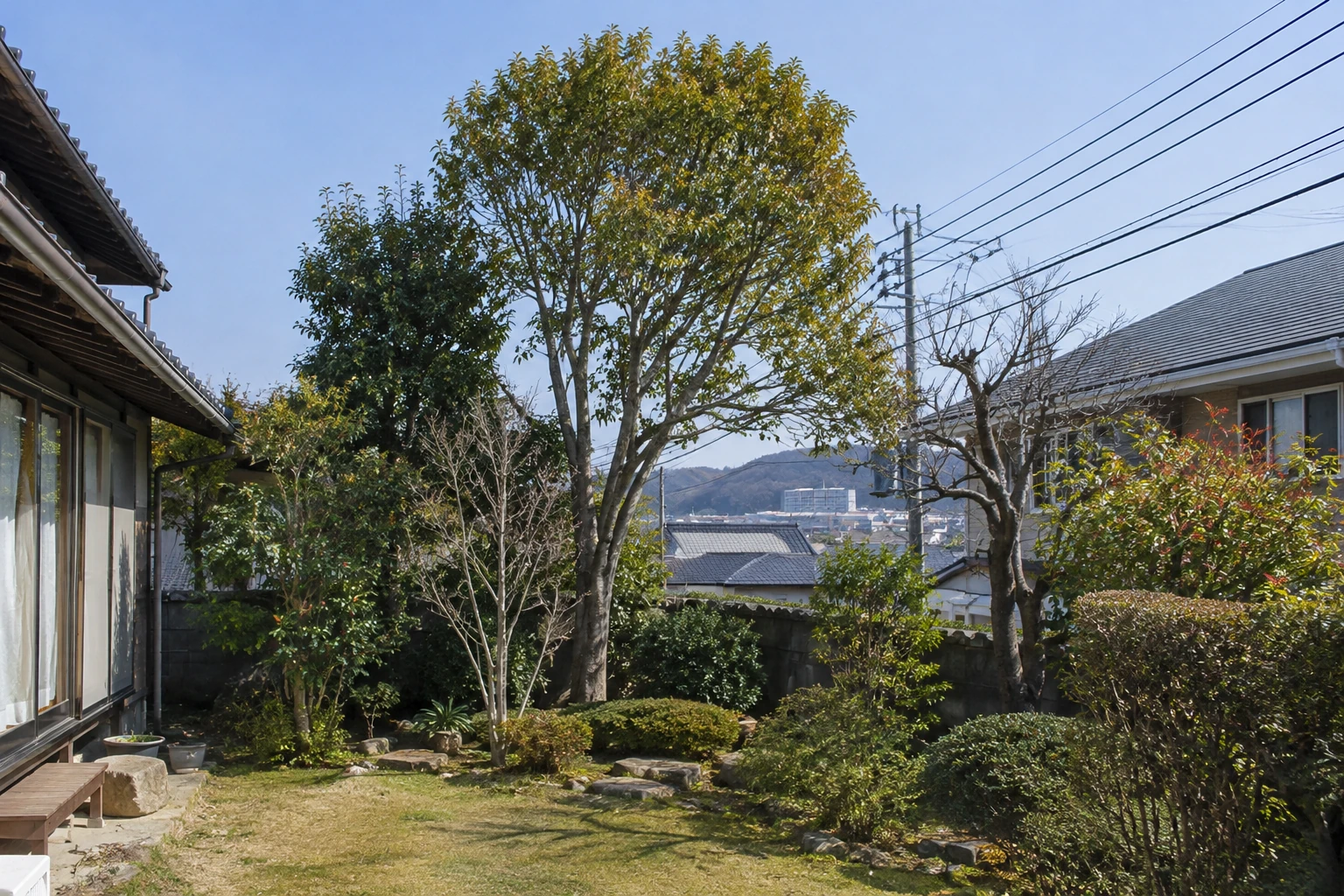 住宅の庭に立つ庭木と周囲の様子