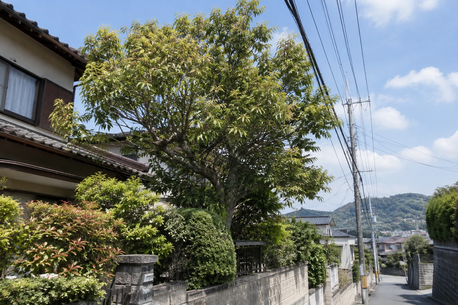 電線や建物に近い木は、安全確認を業者に任せる